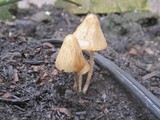 Conocybe siliginea image
