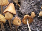 Conocybe siliginea image