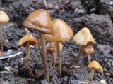 Conocybe siliginea image