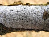 Biscogniauxia atropunctata image