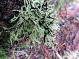 Hypogymnia heterophylla image
