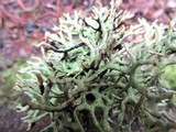 Hypogymnia heterophylla image