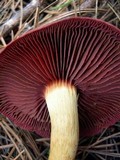 Cortinarius smithii image