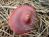 Cortinarius smithii image