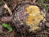 Endocronartium harknessii image
