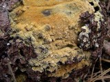 Endocronartium harknessii image