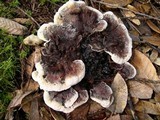 Hydnellum aurantiacum image