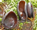 Pseudoplectania melaena image