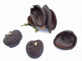 Pseudoplectania melaena image