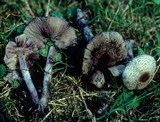 Leucoagaricus caerulescens image
