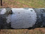 Arthonia punctiformis image