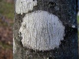 Arthonia punctiformis image