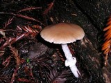 Psathyrella longistriata image