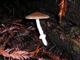 Psathyrella longistriata image