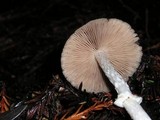 Psathyrella longistriata image