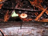 Gymnopus androsaceus image