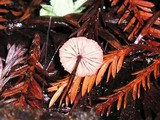 Gymnopus androsaceus image