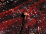 Gymnopus androsaceus image