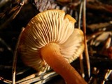 Rhodocybe nitellina image