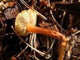 Rhodocybe nitellina image