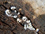 Helicogloea compressa image