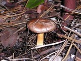 Chroogomphus ochraceus image