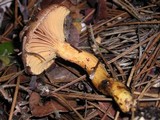 Chroogomphus ochraceus image