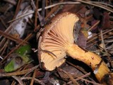 Chroogomphus ochraceus image