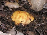 Rhizopogon ochraceorubens image