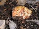 Rhizopogon ochraceorubens image