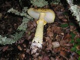 Amanita augusta image