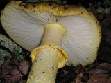 Amanita augusta image