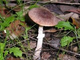 Psathyrella longistriata image