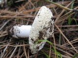 Amanita aprica image