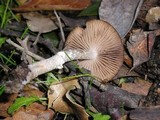 Psathyrella longistriata image