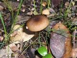 Entoloma hirtipes image