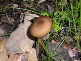 Entoloma hirtipes image