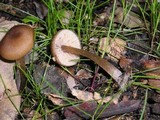 Entoloma hirtipes image