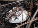 Amanita aprica image