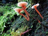 Lichenomphalia umbellifera image