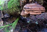 Ganoderma brownii image