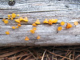 Guepiniopsis alpina image