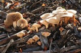 Agrocybe sororia image