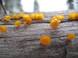 Guepiniopsis alpina image
