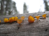 Guepiniopsis alpina image