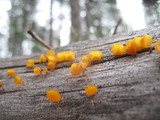 Guepiniopsis alpina image