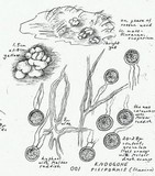 Endogone pisiformis image