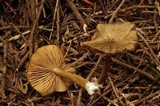 Leptonia badissima image
