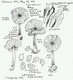 Leptonia badissima image