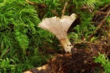 Hyphodontia spathulata image